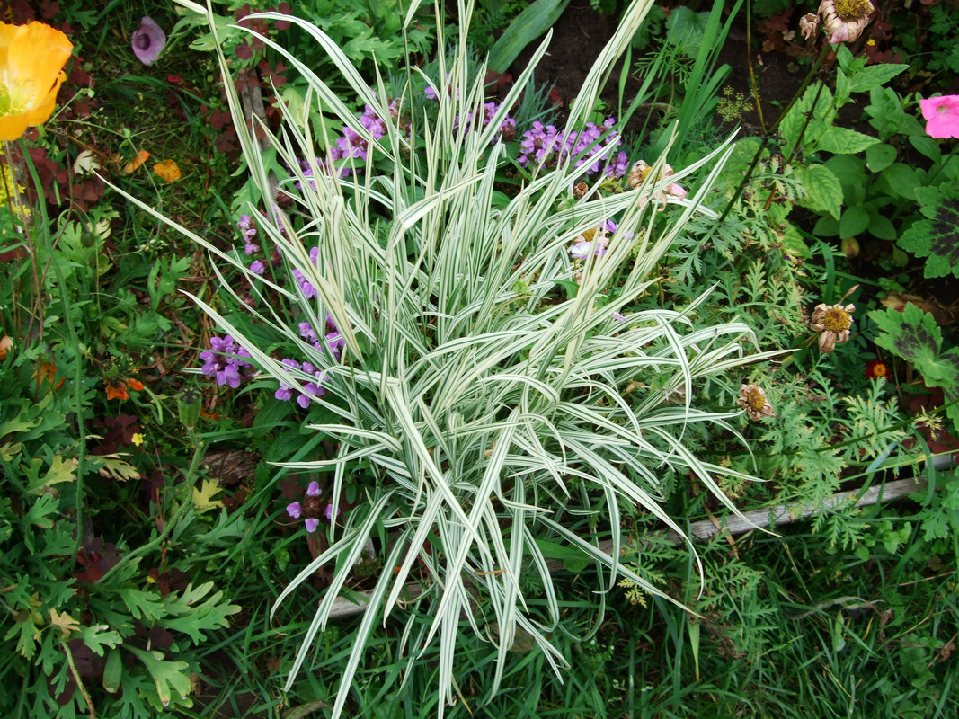 рейграс бульбоносный