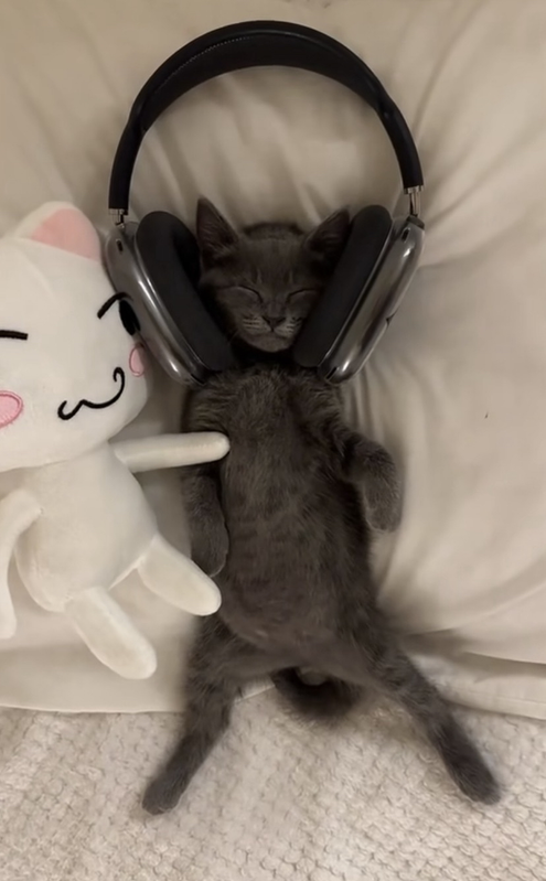 headphones