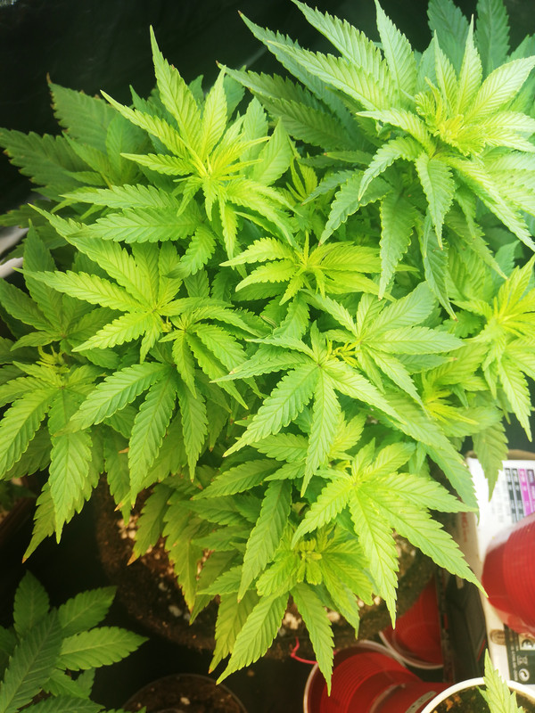 15969701803275005939051582507814