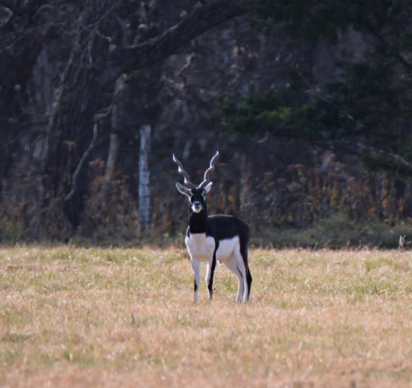 53752236_10156414970738406_3678620234685612032_n