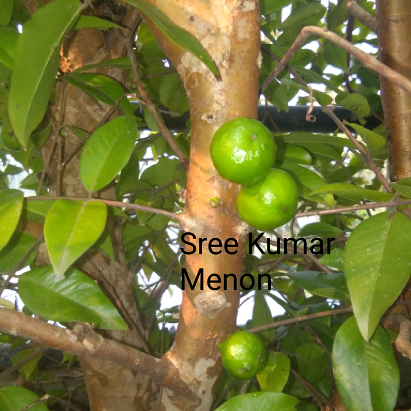 27157324_1022446141228608_916811226_n