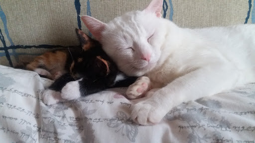 [Imagen: 2019-07-29-7.jpg]