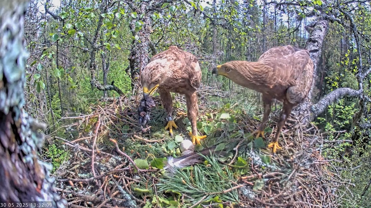 Väike-konnakotkas __ Clanga pomarina __ Lesser Spotted Eagle 13-47-49 screenshot