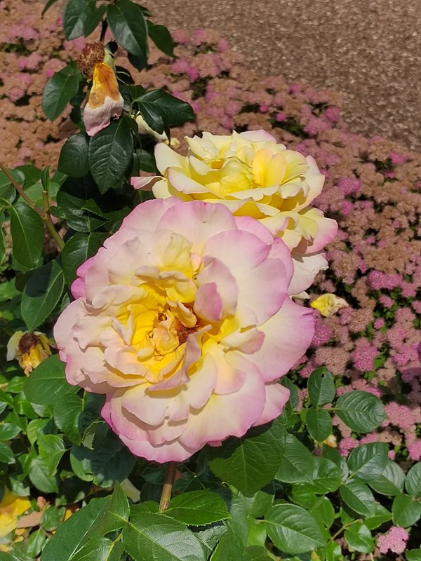 https://i.postimg.cc/g2c0GtVQ/067-IMG-20230706-121003.jpg