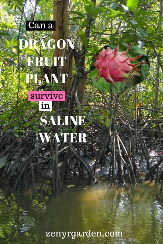 can-dragon-fruit-survive-in-saline-water.jpg