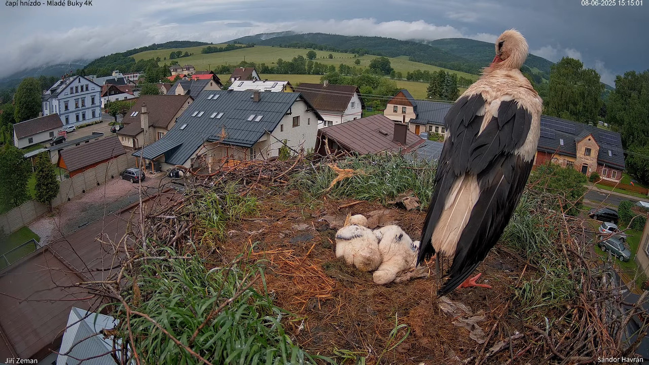 Živá kamera - Mladé Buky - čapí hnízdo 4K 14-25-53 screenshot