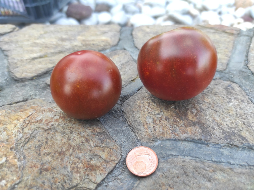 542752732_24470421229243579_7623486457842726925_n