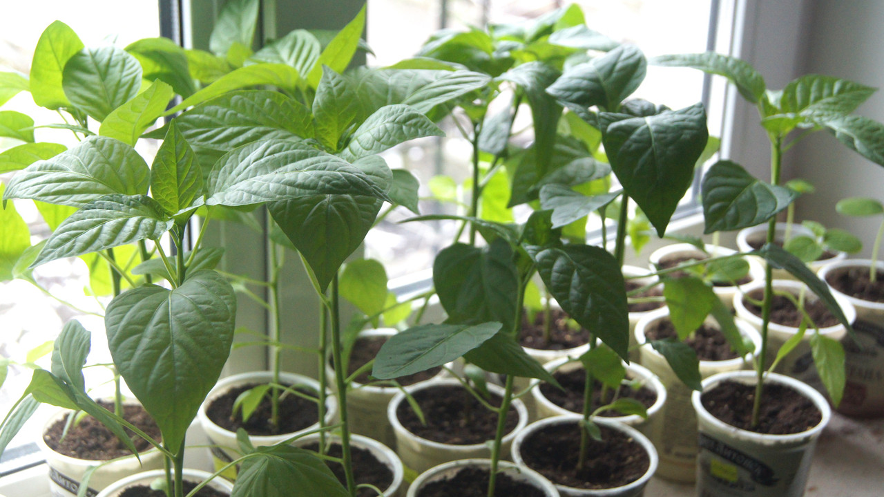 Подстать рассаде томатов и мои перчики, 15 апреля 2020г