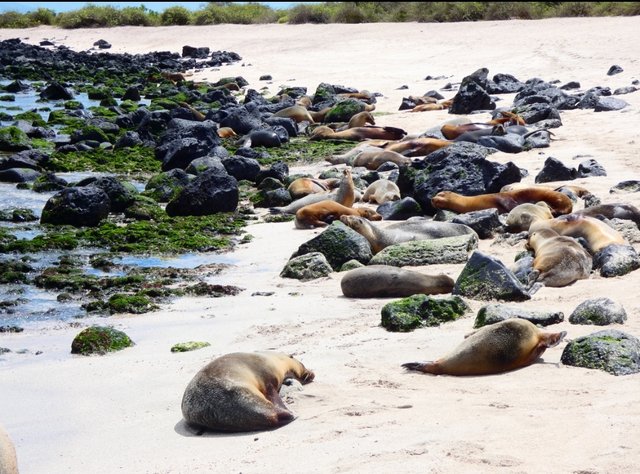 Día 15 (2 de julio): Playa Man, Punta Carola y Cerro Tijeretas - Galápagos 2022 (3)