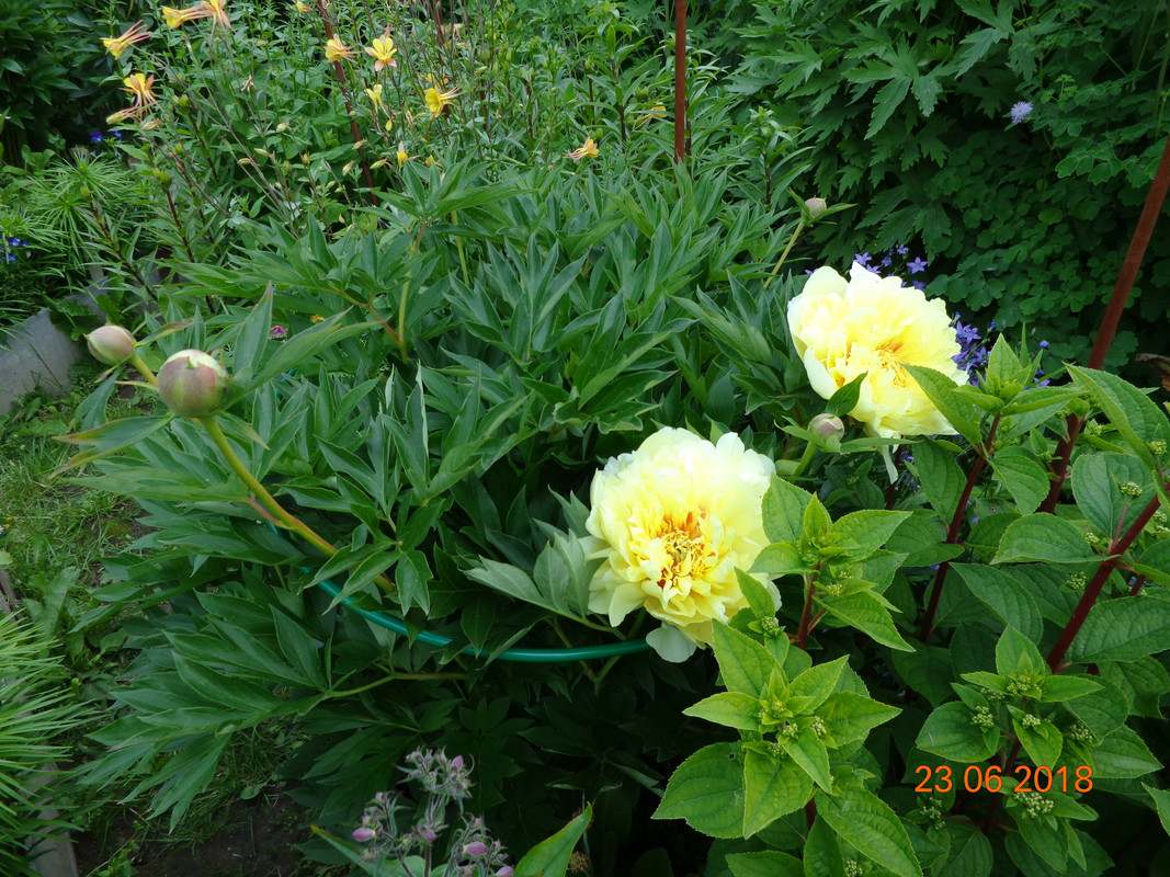 бардцелла 2