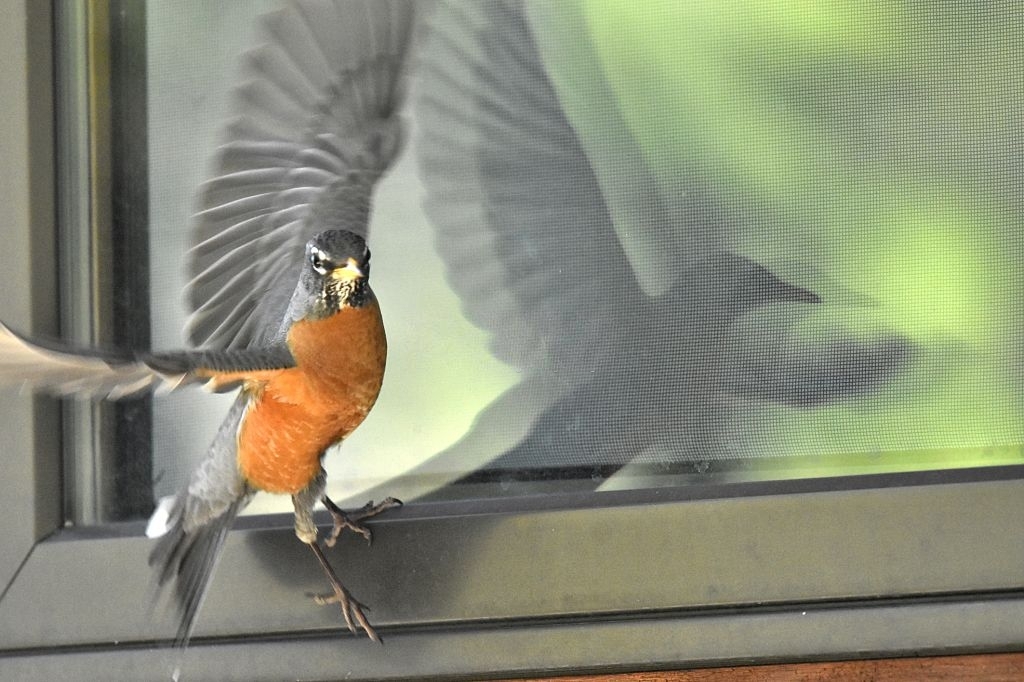 Bird Keep Flying Into My Window