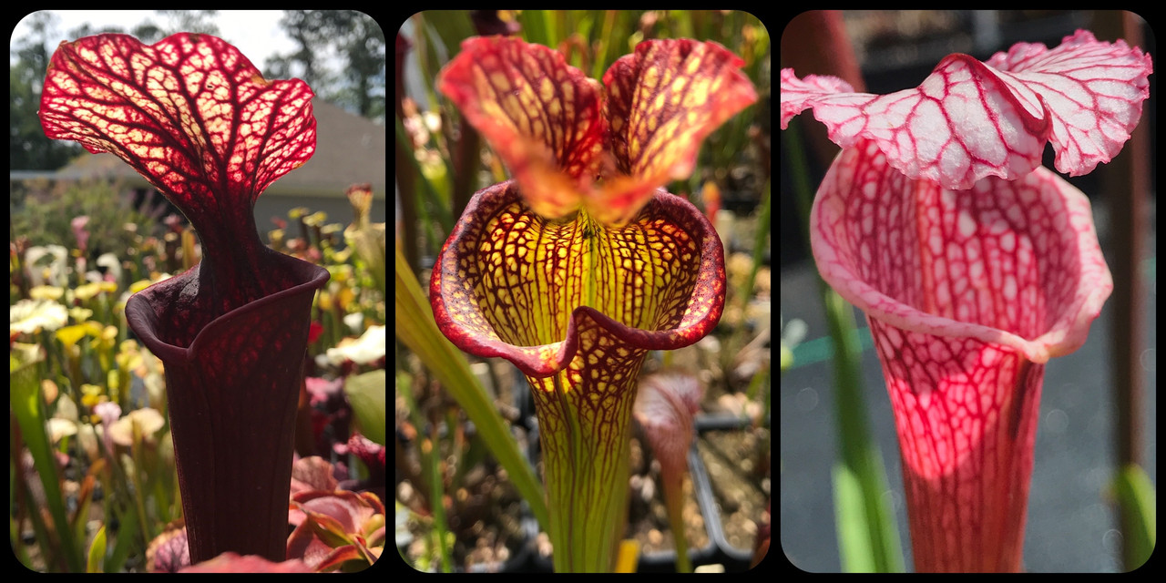 B4395A8D-0E18-4165-B0ED-123CC8853ED0