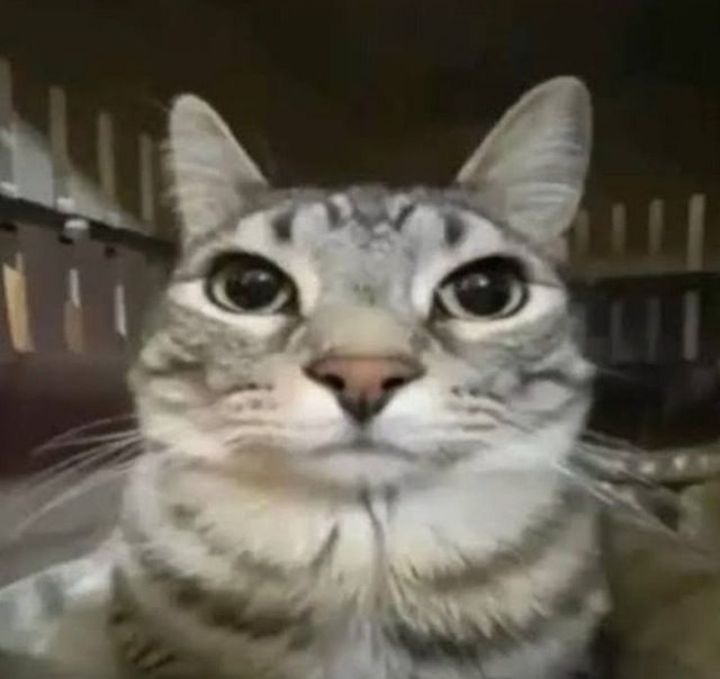 แมว