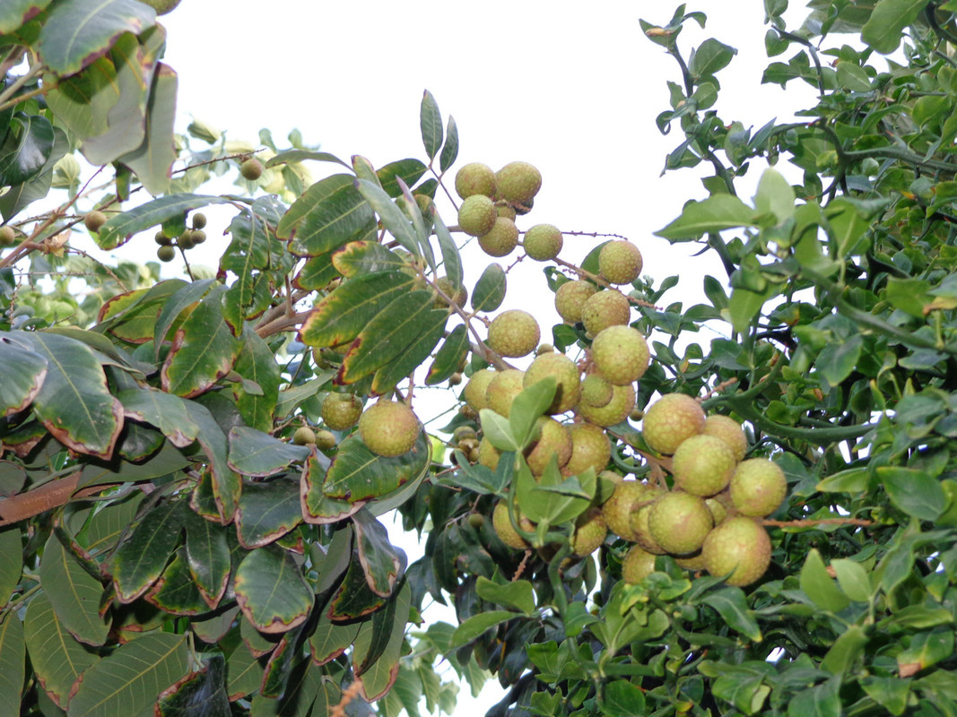 Kohala-Pic4(9-13-22)