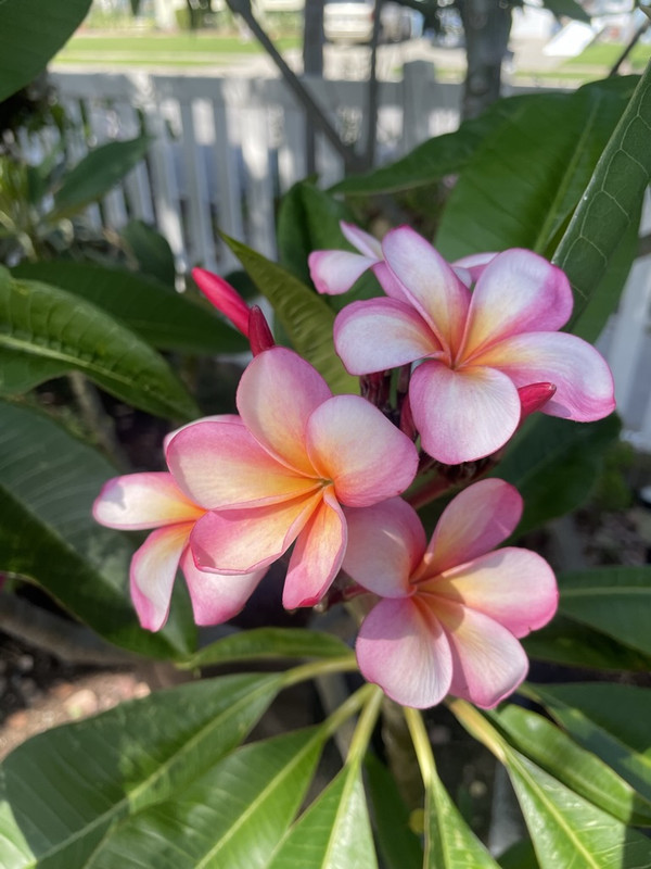 E37132F5-BB76-44A1-9018-DA55FD27AC52_1_105_c