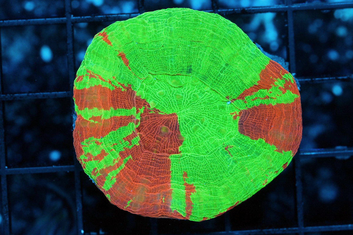 1594591766613_IMG_6521_2