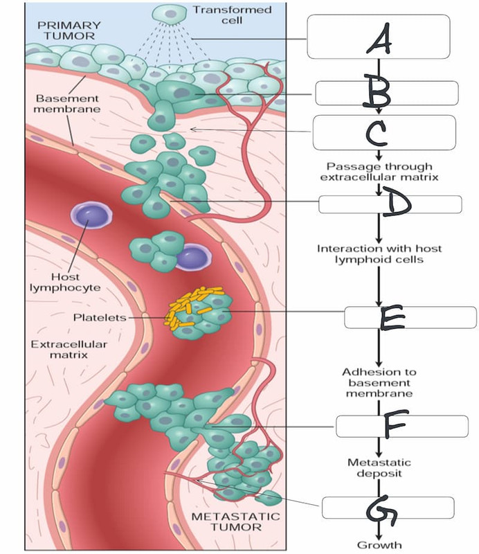 Metastatic Cascade