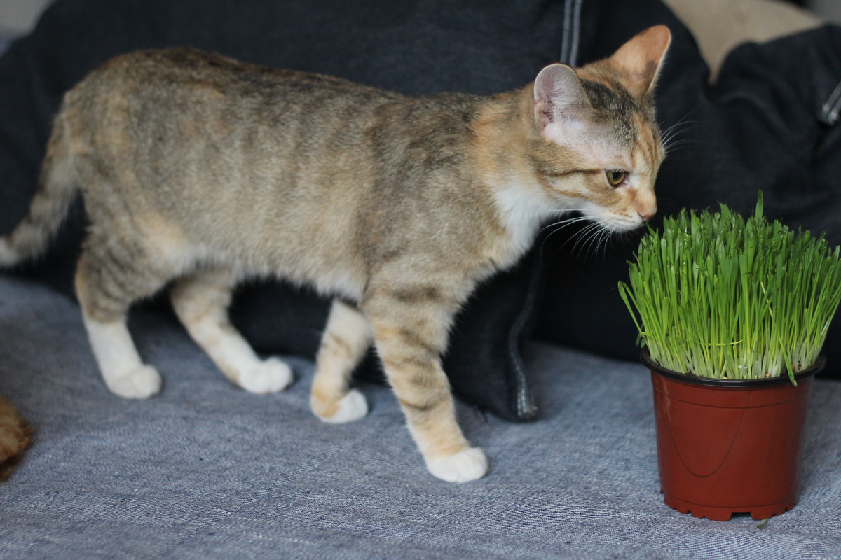 IMG_2240 — копия