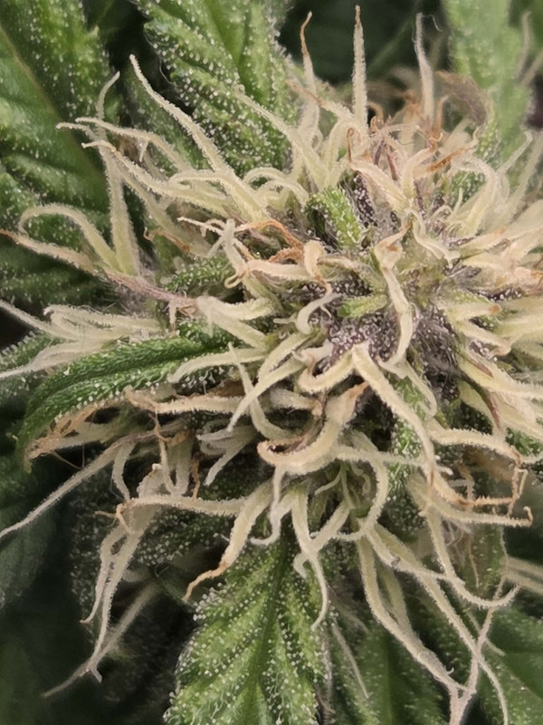 Messenger creation F0EDF93B F95E 4D09 86B7 85AEE768AD6A