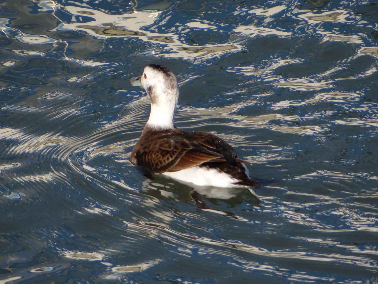 DUCKS 7