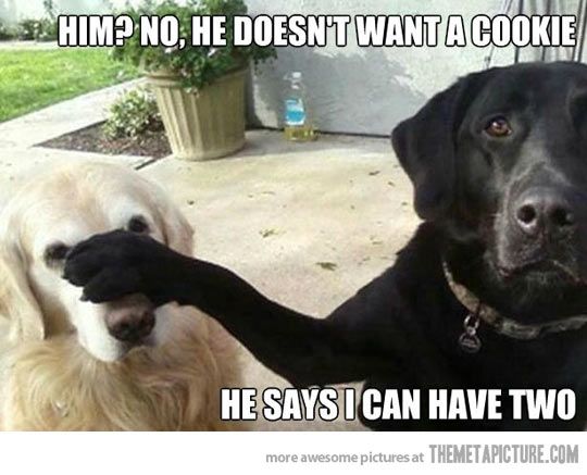 Dog Humor #3