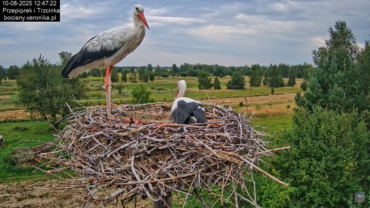 10082025bociany19