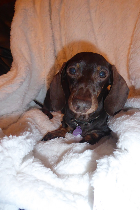 [Image: P1040243.jpg]