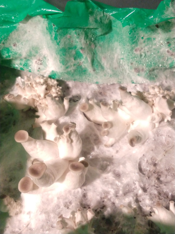 IMG_20201203_023328206