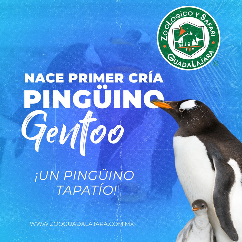 NACE CRÍA DE PINGÜINO GENTOO EN ZOOLÓGICO DE GUADALAJARA