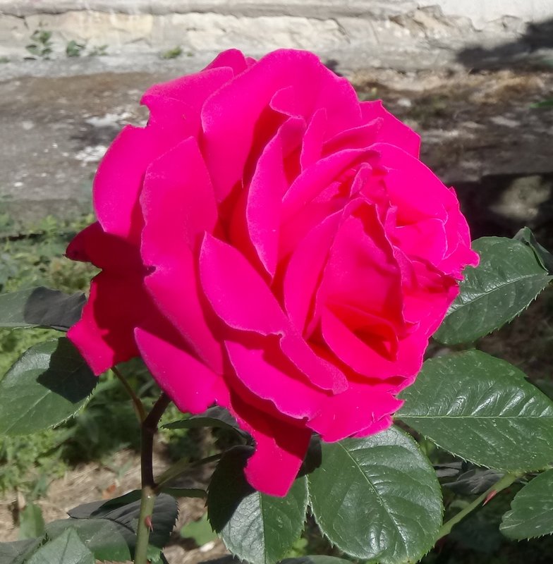 Slika