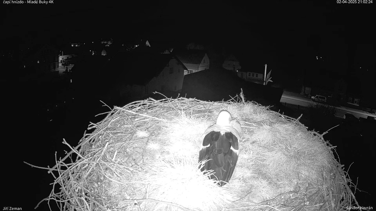 Živá kamera - Mladé Buky - čapí hnízdo 4K 17-44-44 screenshot (1)