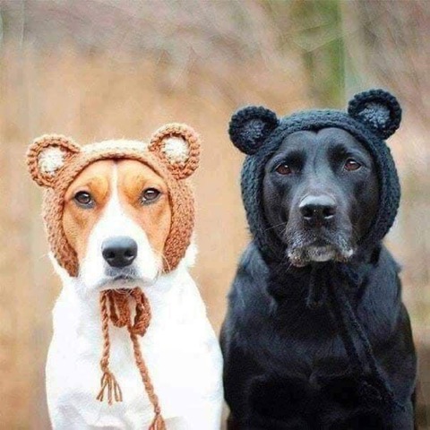 Dogs-Just-Left-Gramma-s-House