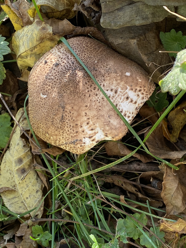 C96AA4C3-0EBD-4560-9377-212DCAADC56F