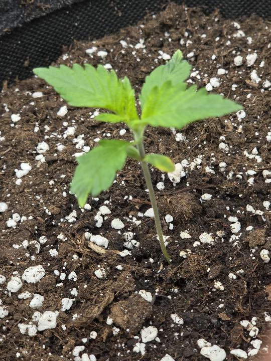 Messenger creation 0B6C3D2F 39B9 45A7 BACA 5B5E2A56AC50