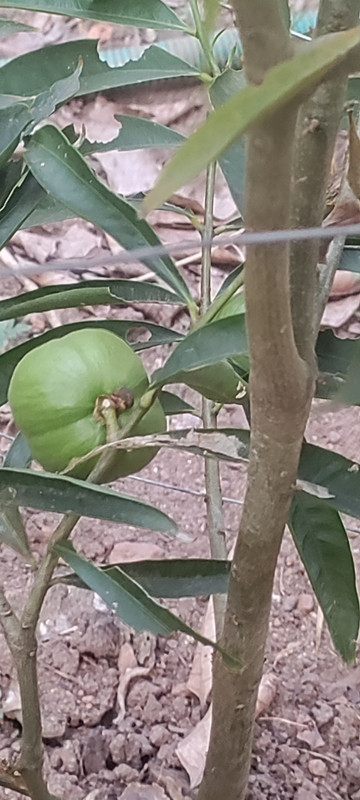 unknown fruit tree 3