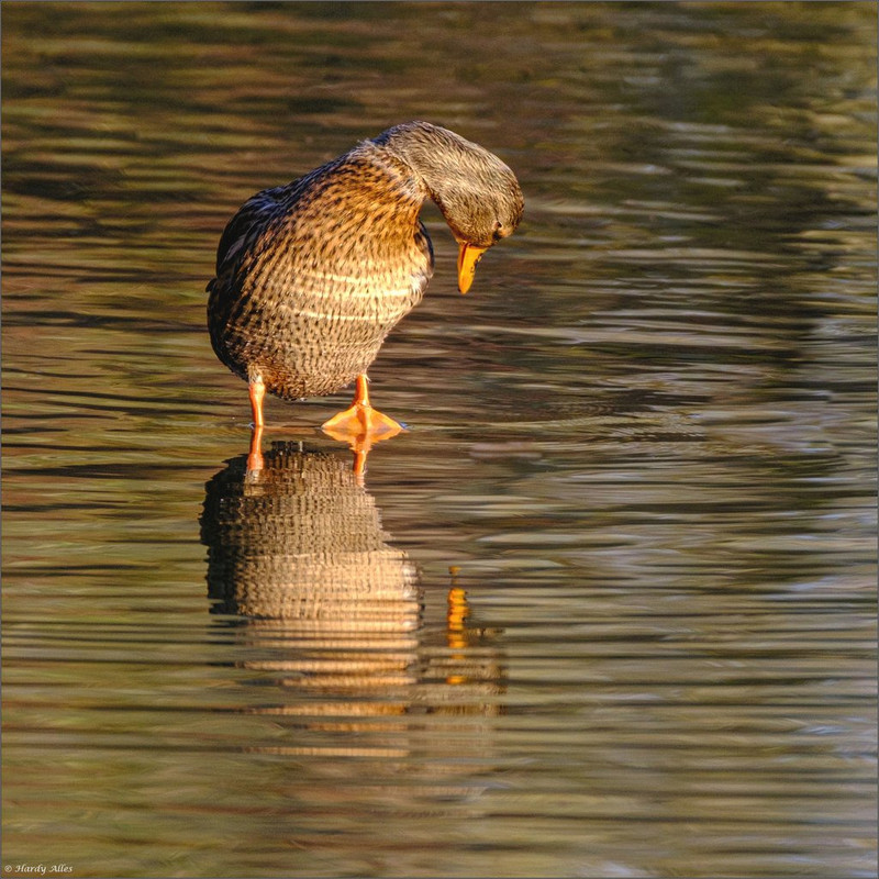 XT4C4438  2021 SLS Part 3  LR ERWZ FB