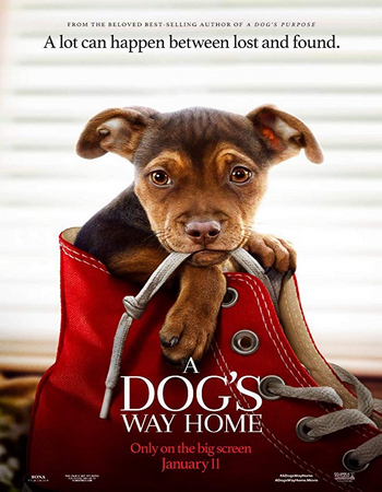 Download A Dog's Way Home (2019) 720p WEB-DL 750MB