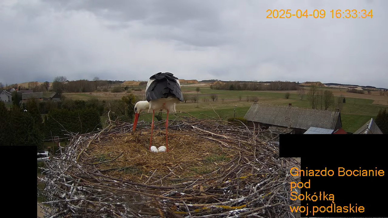 Gniazdo Bocianie pod Sokółką - na żywo. 6-34-51 screenshot