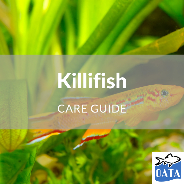 OATA Guide to Killifish - Lincs Aquatics