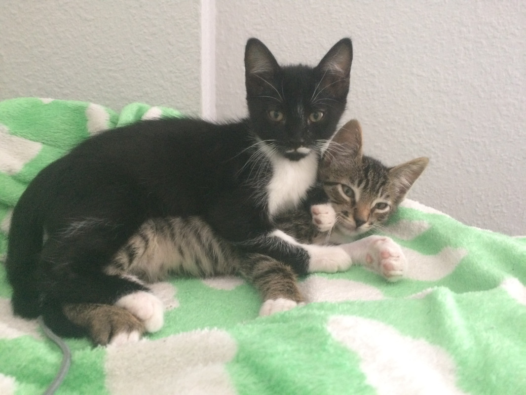 016f7c8e2ed2786fd545cfee05230847e203bcf4d9