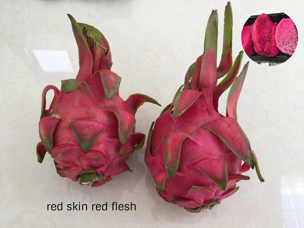 red-dragon-fruit-examples.jpg