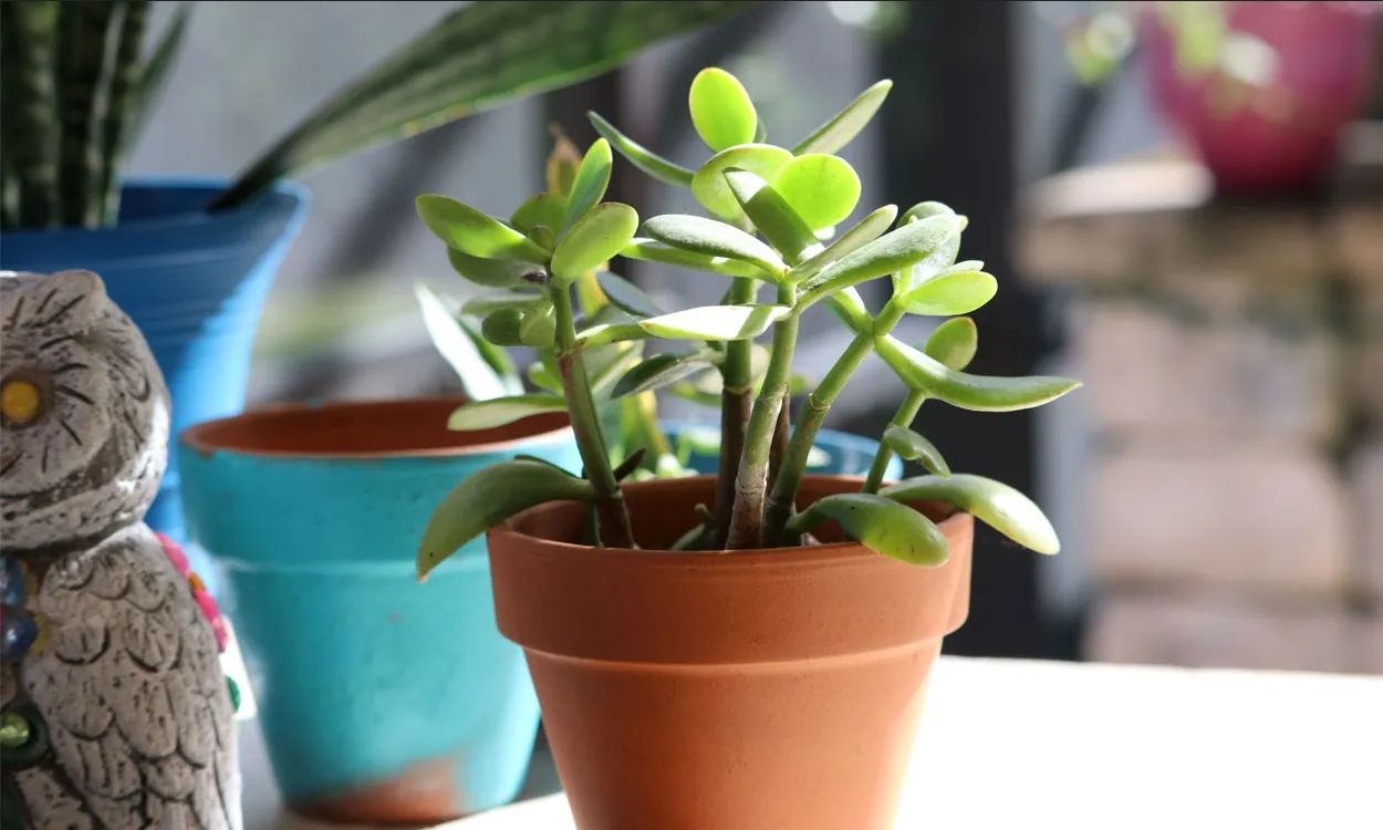 Cuidados del árbol de jade: Guía para un crecimiento óptimo y belleza duradera