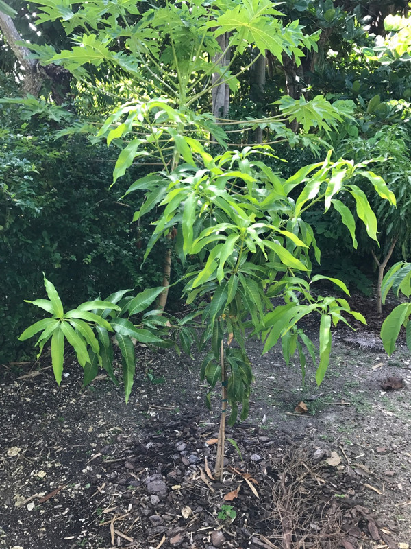 Coconut Cream Mango 7 2017