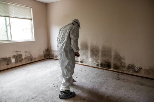 mold removal