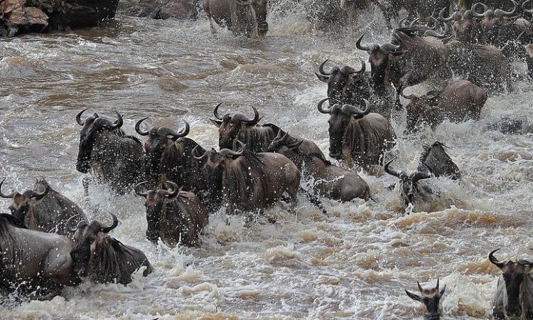 Mara River Crossing