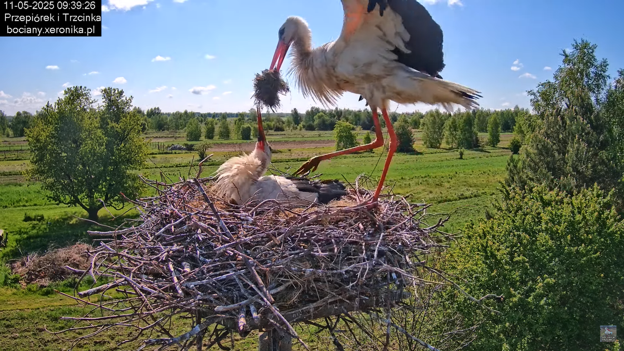 11052025bociany19