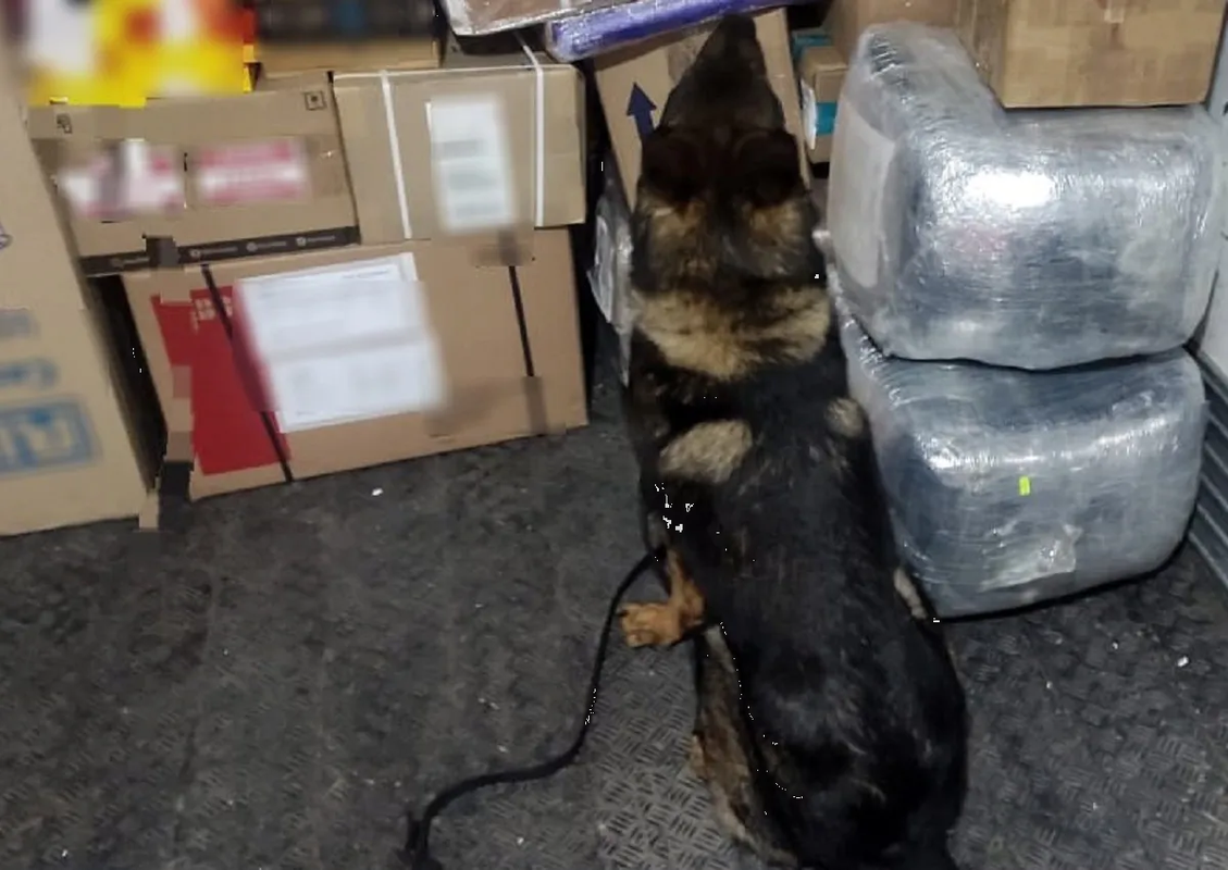 Descubren metanfetamina líquida, cristal y marihuana en Aeropuerto de Querétaro