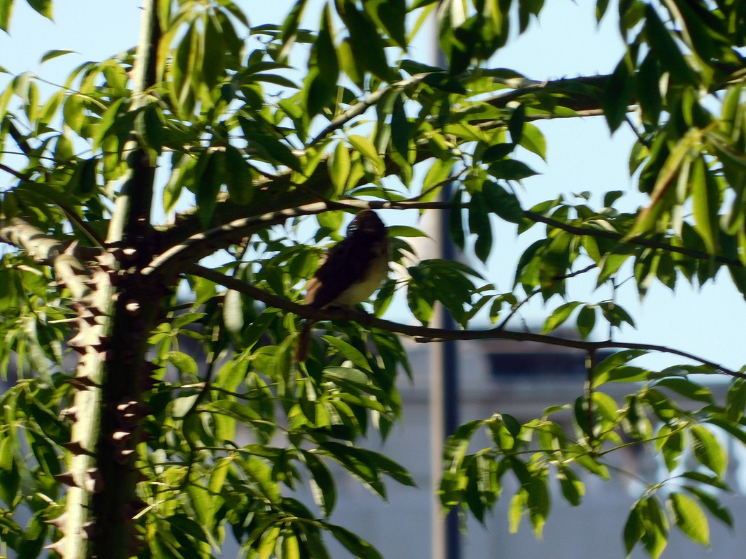 DSCN0264.jpg