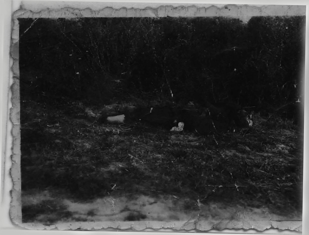 [Слика: 58831612-1224651741027912-3547174311074725888-o.jpg]