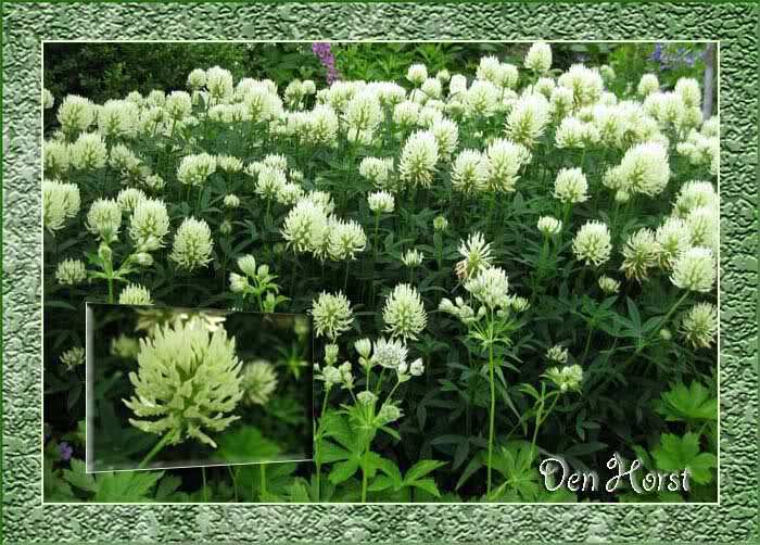 TRIFOLIUM